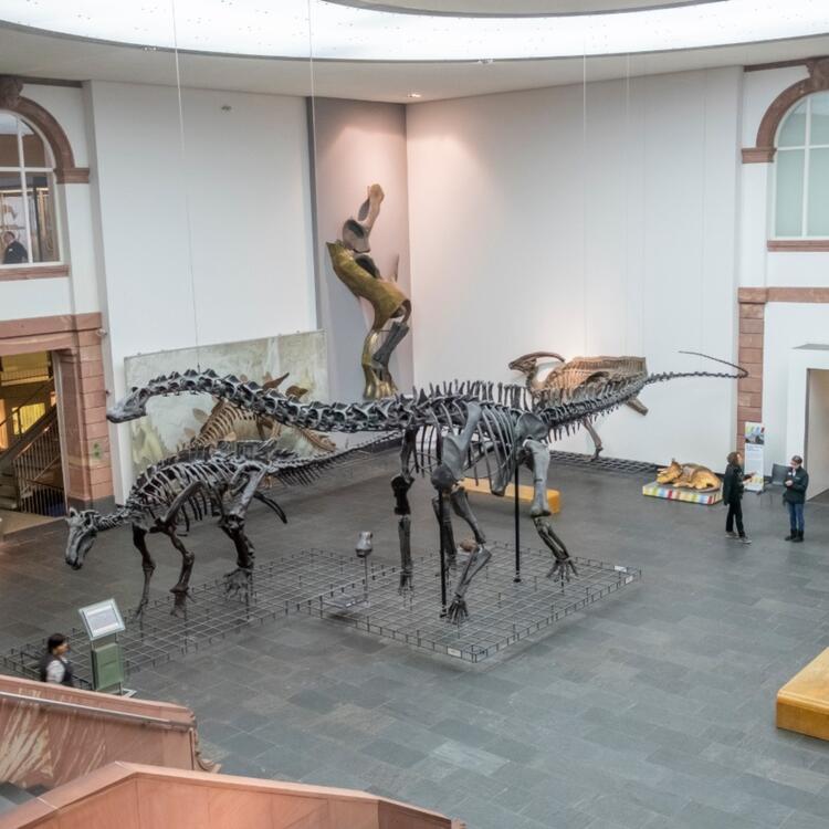 View of dinosaur skeletons at the Senckenberg Museum in Frankfurt, Germany
