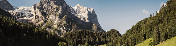 Panoramic view of a majestic Swiss mountain range with snow-capped peaks, adjacent to a dense green forest with tall pines, under a clear blue sky.